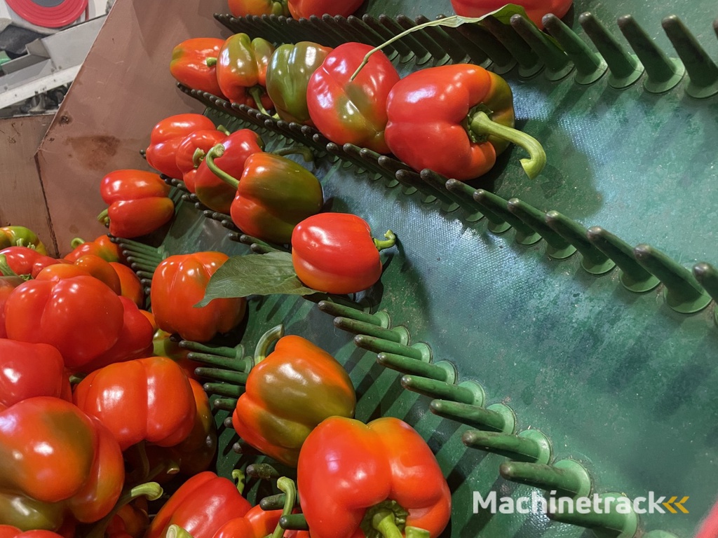 Aweta GMB4-12+1 paprikasorteermachine met opvoerband en weegschalen