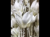 Thumbnail of 66 Branches Magnolia Flowers