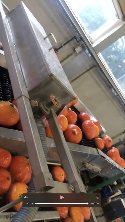 Pompoenenwasser borstelmachine