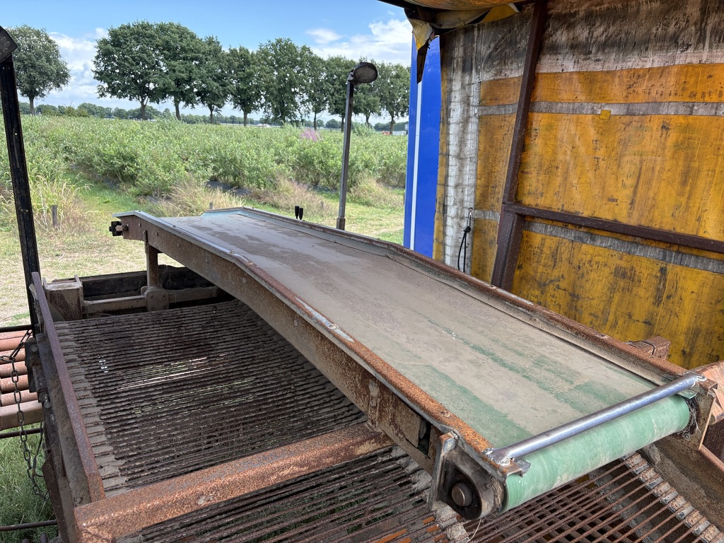 Zoete aardappel bataat rooier