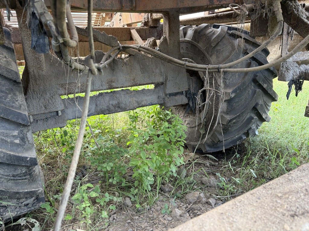 Zoete aardappel bataat rooier