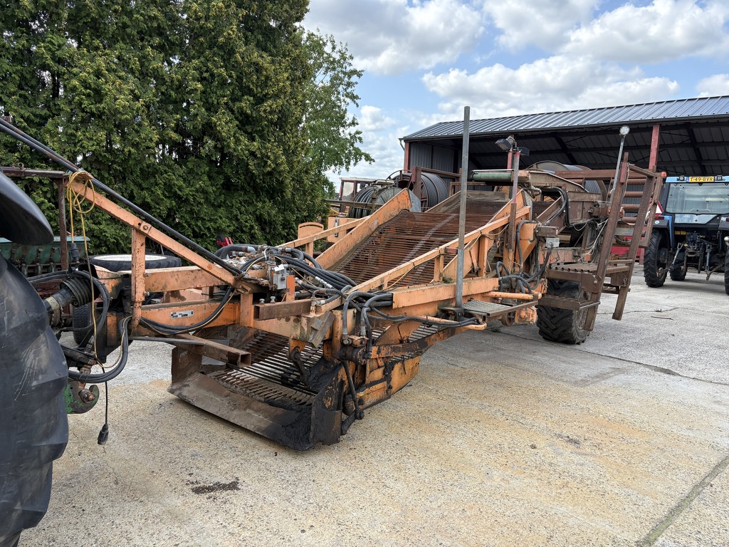 Zoete aardappel bataat rooier