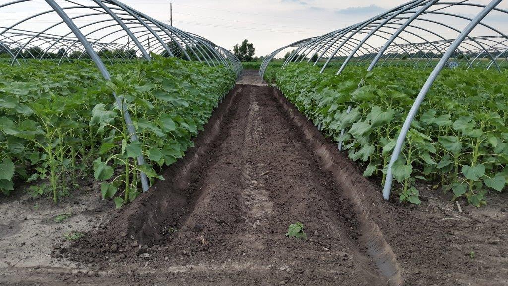 Greppelfrees meerdere modellen merk FISSORE achter en zijkant trekker