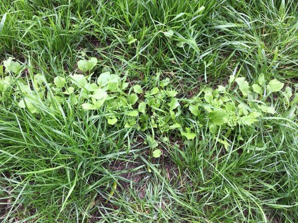 Multifit doorzaaien kruidige gewassen verschillden soorten bakjes frees