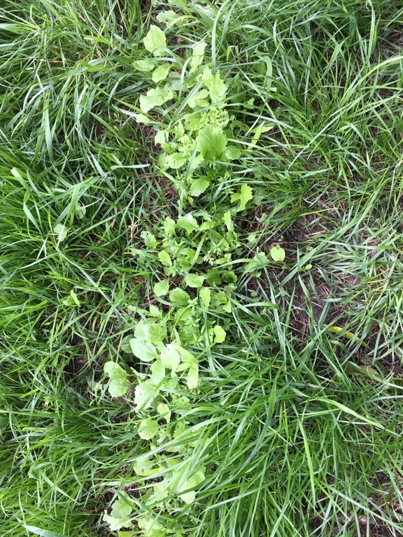 Multifit doorzaaien kruidige gewassen verschillden soorten bakjes frees