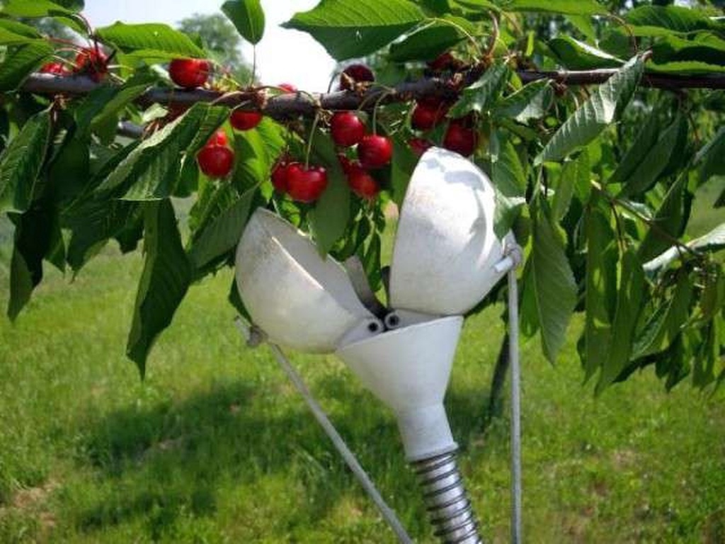 Innovatieve fruitgrijper mechanische hand voor fruitboom