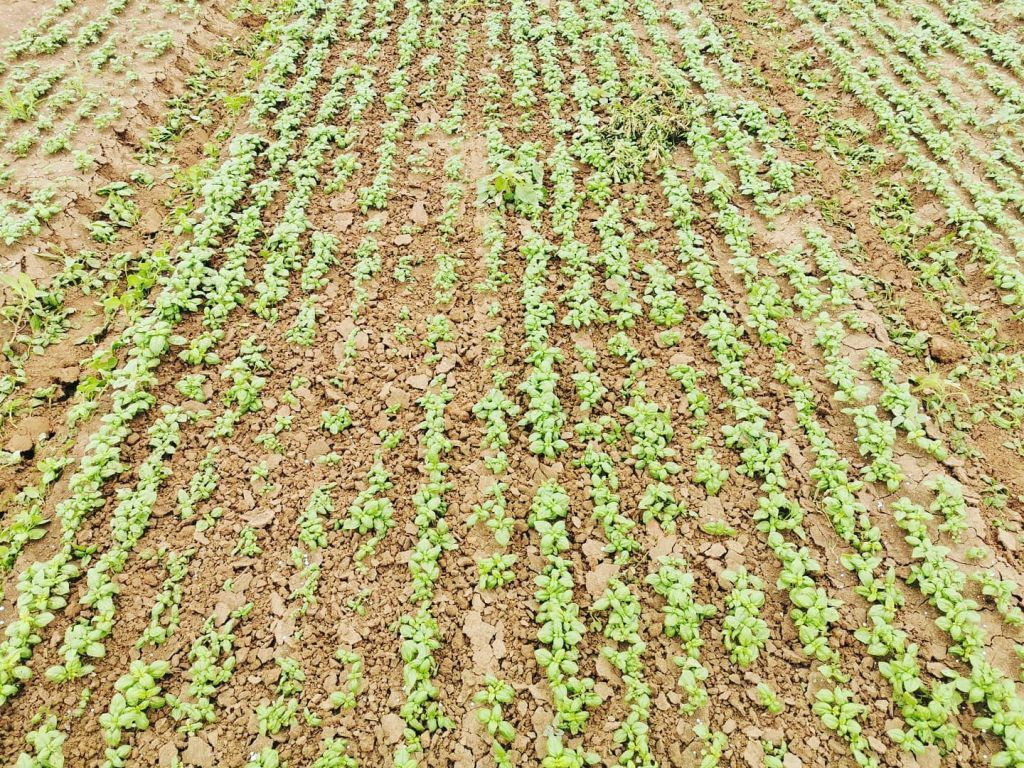 Kramer OLIVER AGRO ROTOR SCHOFFEL ROTOR SCHOFFEL